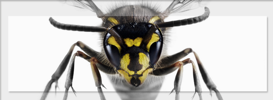 wasp mobile is mobile marketing