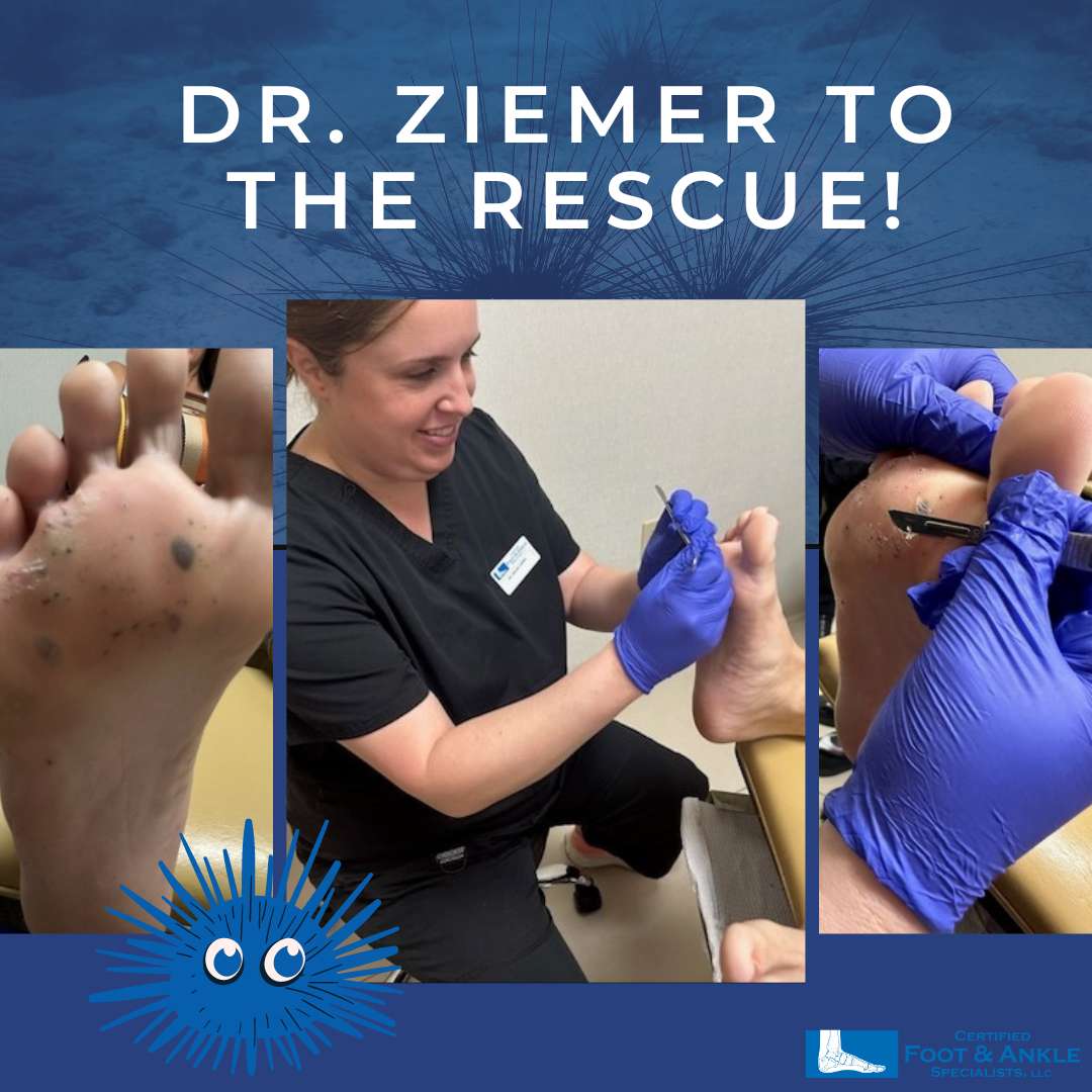 sea urchin Dr.Ziemer