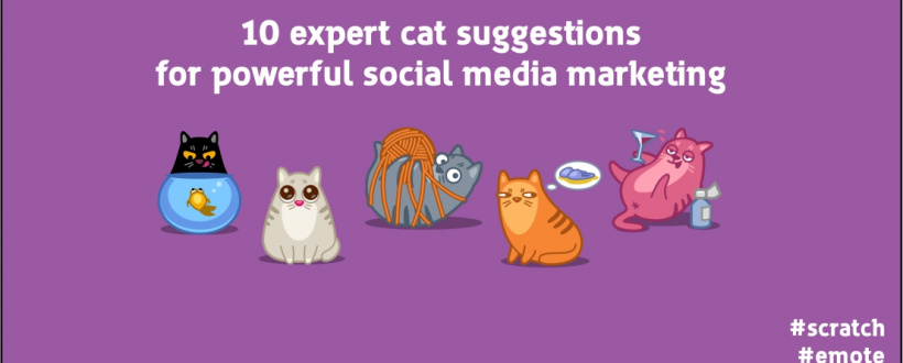 10 expert social media marketing tips from cats