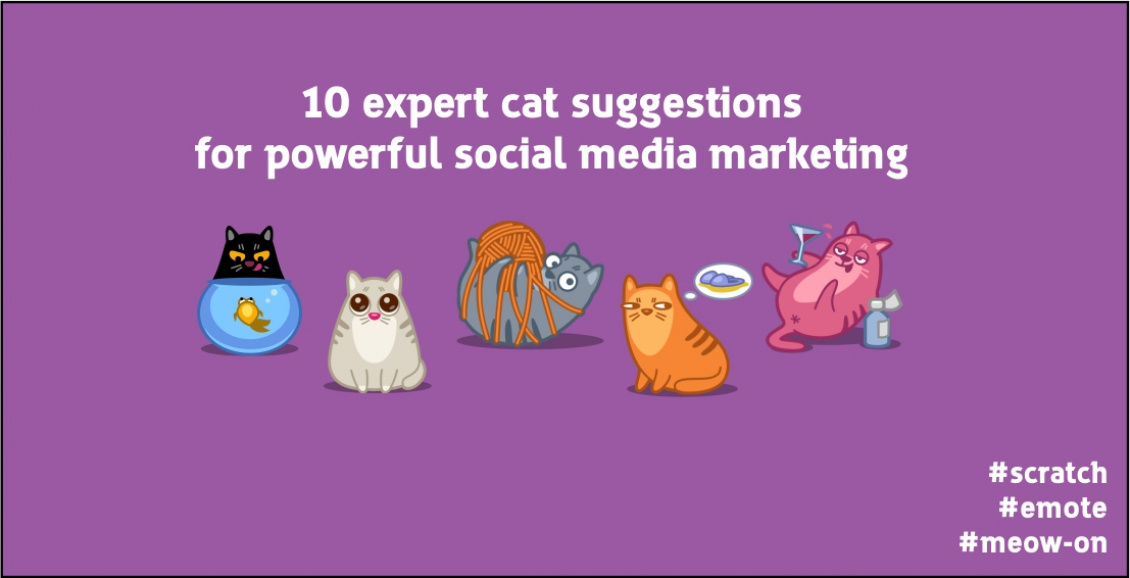 10 expert social media marketing tips from cats